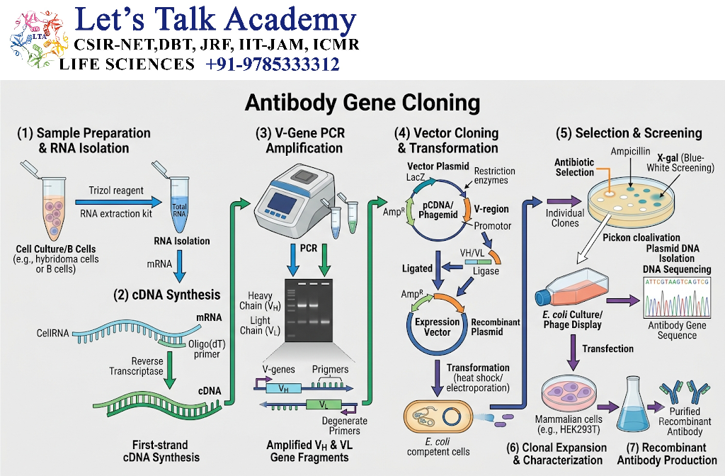 Antibody Gene Cloning