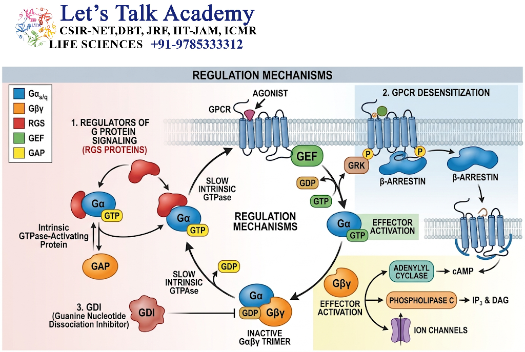 Regulation of G Proteins