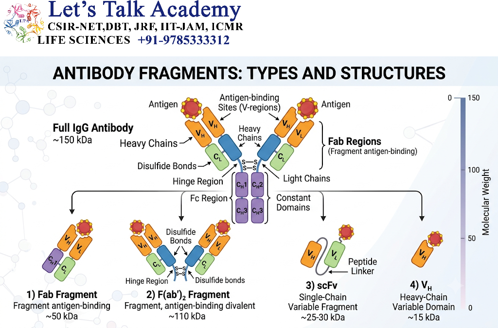 Antibody Fragments