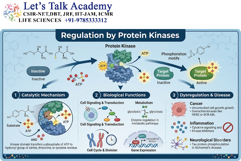 Regulation by Protein Kinases