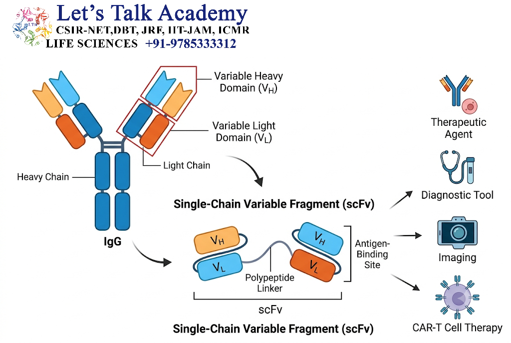 Single-Chain Variable Fragments