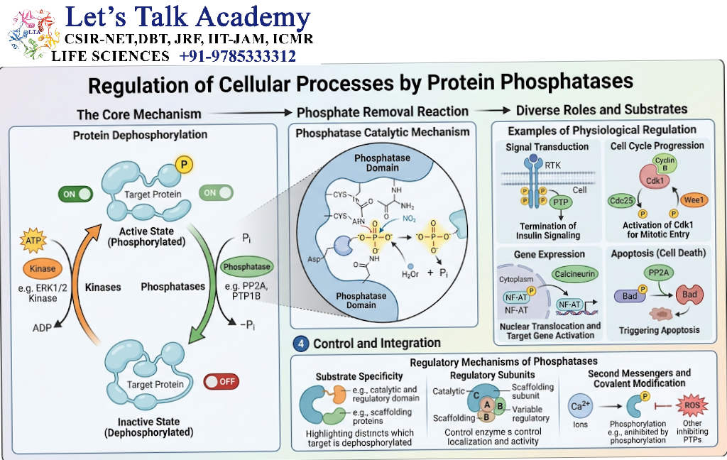 Regulation by Protein Phosphatases
