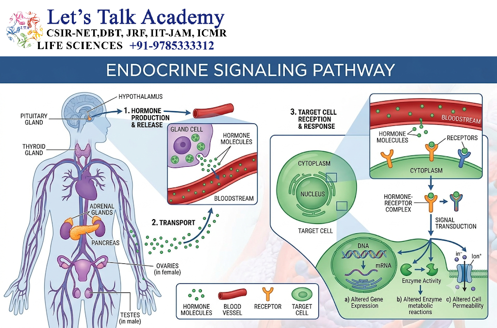 Endocrine Signaling