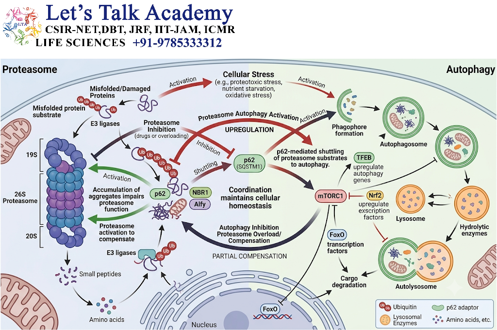 Crosstalk Between Proteasome and Autophagy