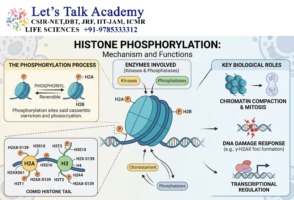 Histone Ubiquitination