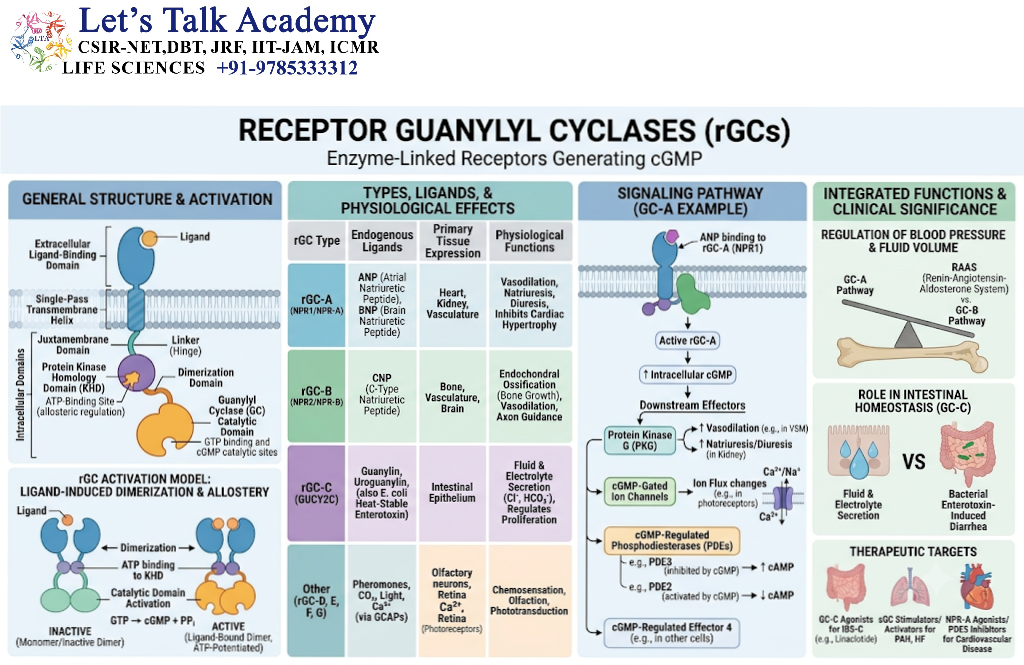 Receptor Guanylyl Cyclases