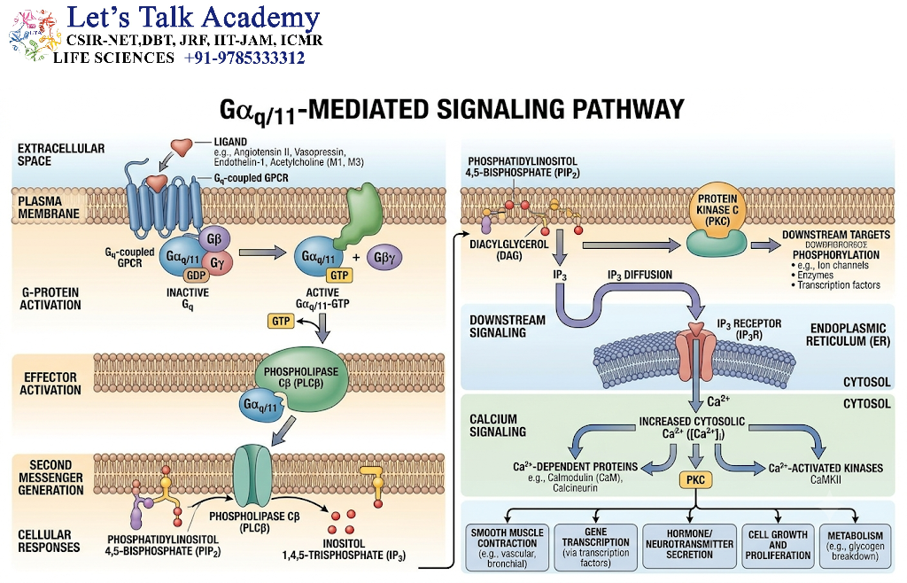 Gαq/11-Mediated Signaling Pathway