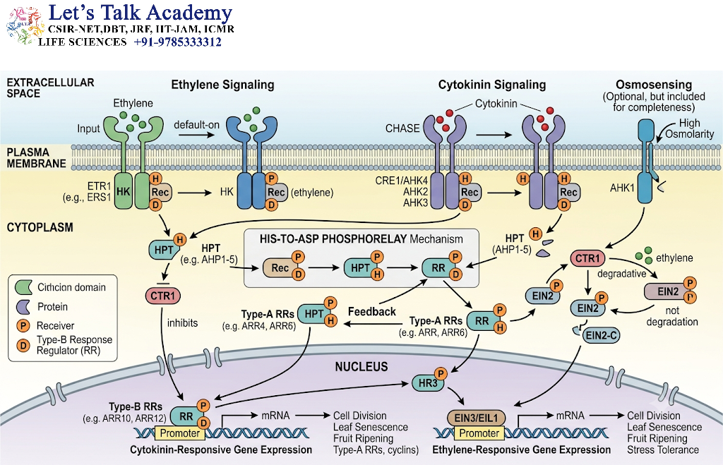 Other Histidine Kinase-Related Pathways in Plants