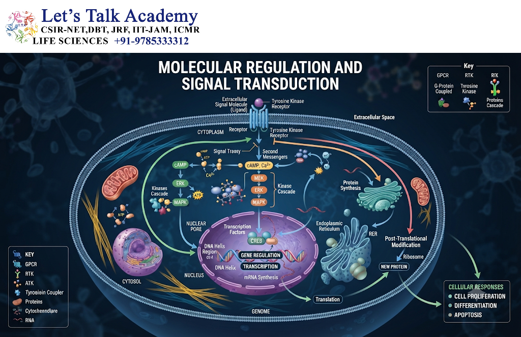 Molecular Regulation and Signal Transduction
