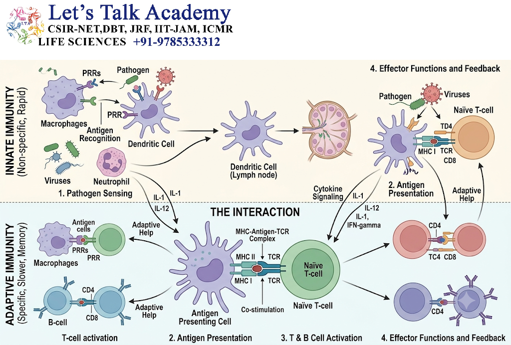 Interaction Between Innate and Adaptive Immunity