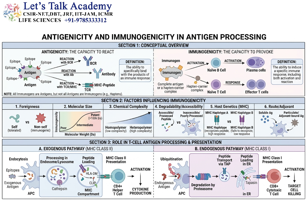 Antigenicity and Immunogenicity in Antigen Processing
