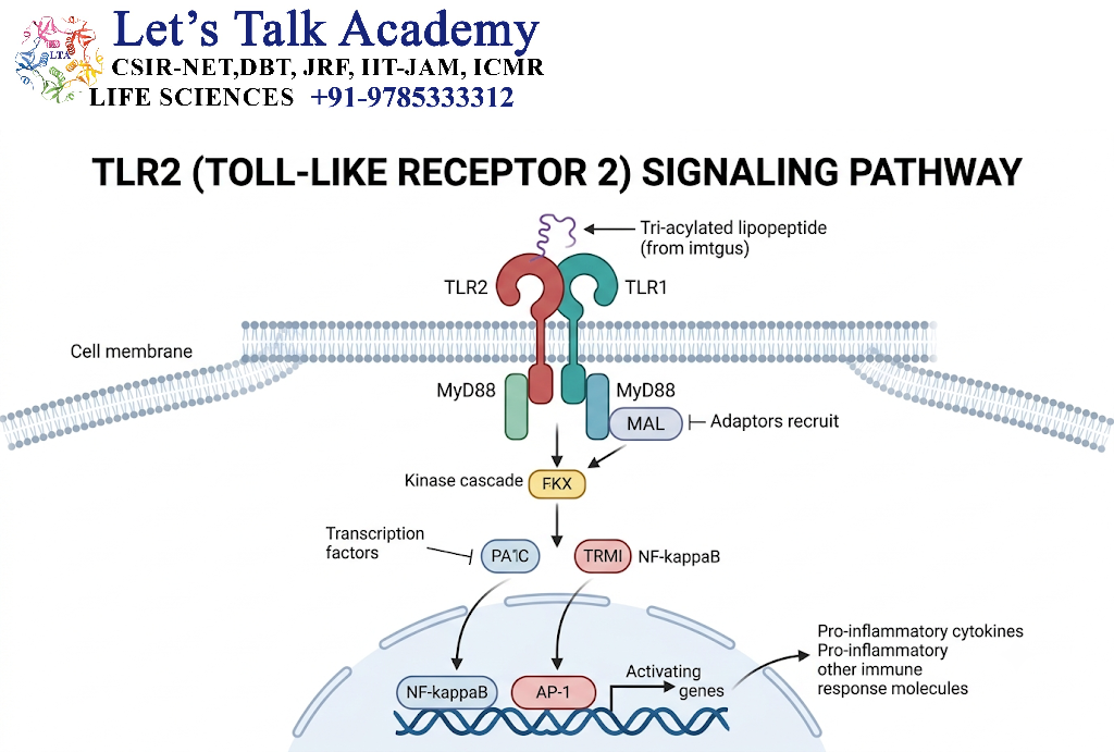 TLR2