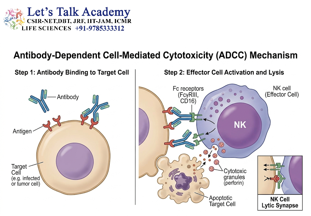 Antibody-Dependent Cell-Mediated Cytotoxicity