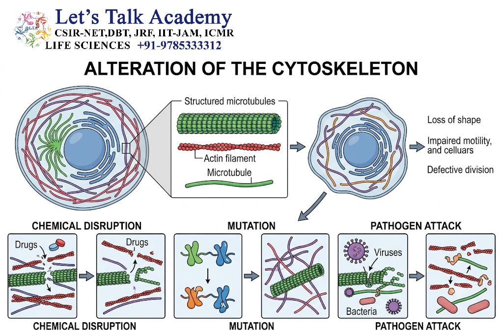 Alteration of the Cytoskeleton