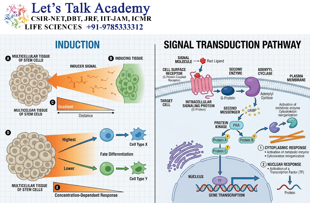 Induction and Signal Transduction