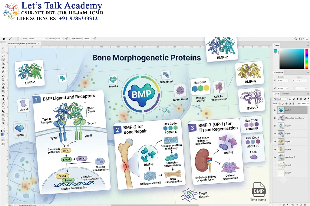 Bone Morphogenetic Proteins gradients
