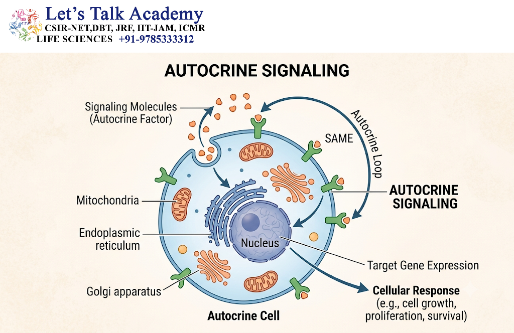 Autocrine Signaling