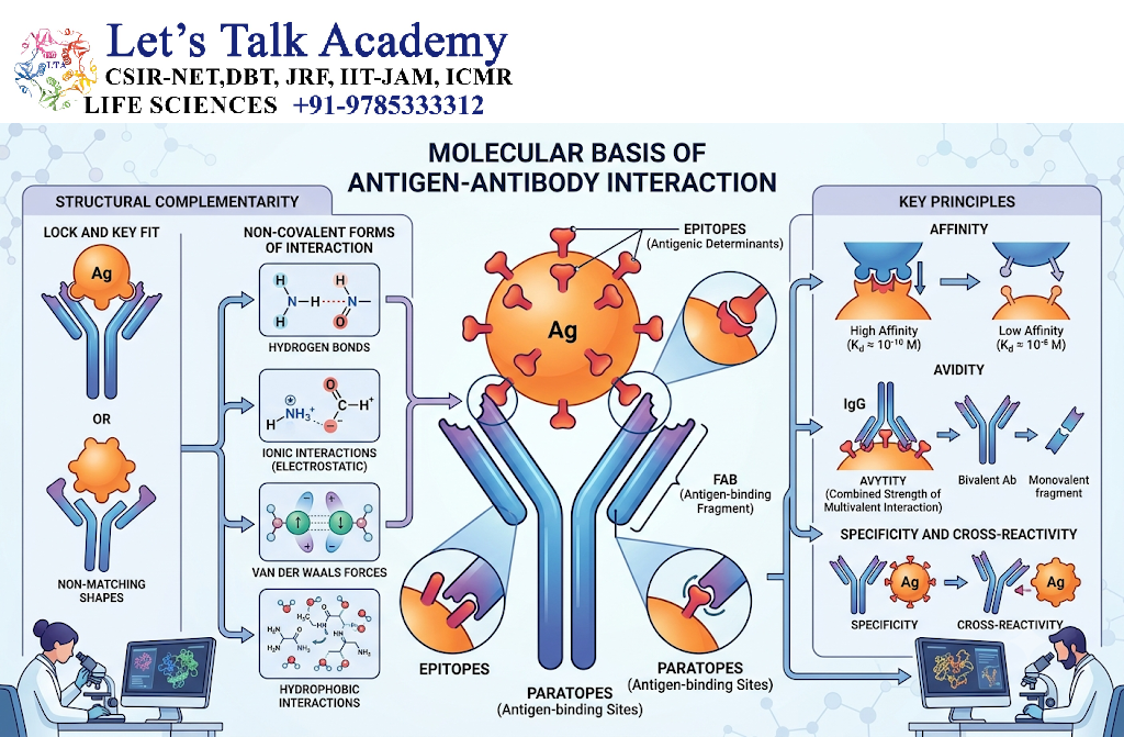 Molecular Basis of Antigen–Antibody Interaction