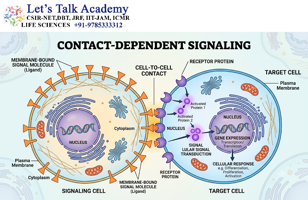 Contact-Dependent Signaling