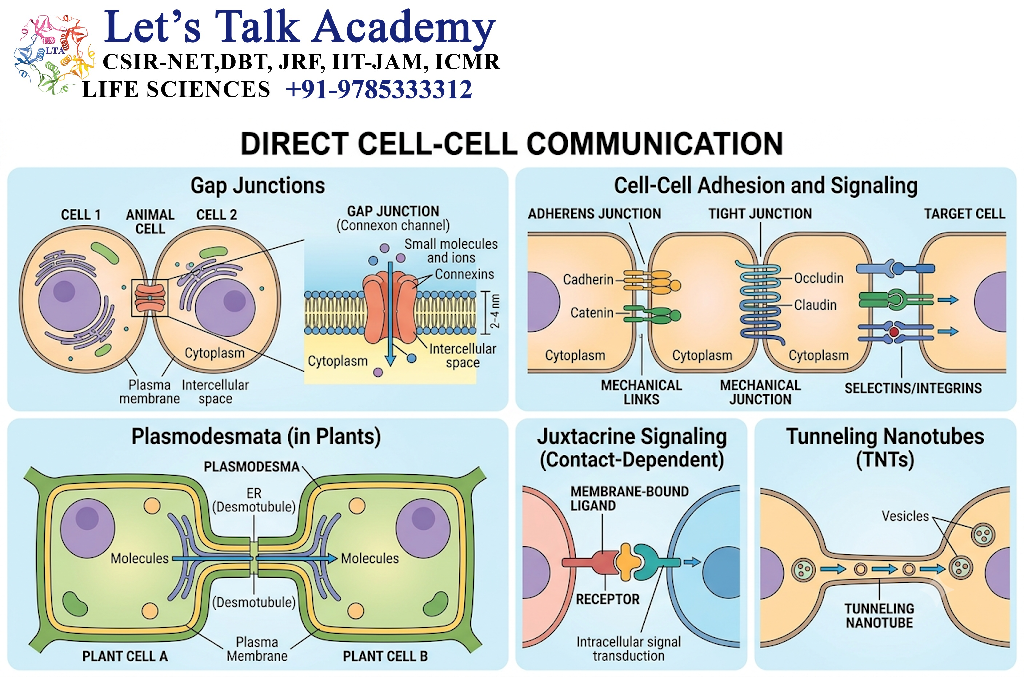 Direct Cell-Cell Communication