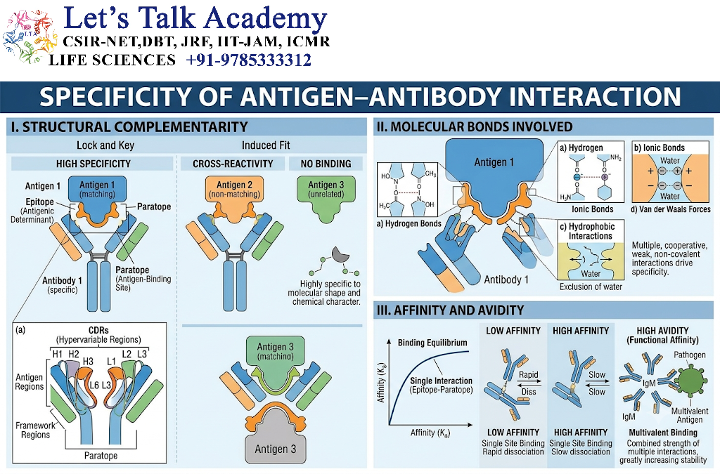 Specificity of Antigen–Antibody Interaction
