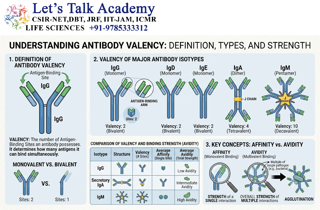 Valency of Antibodies