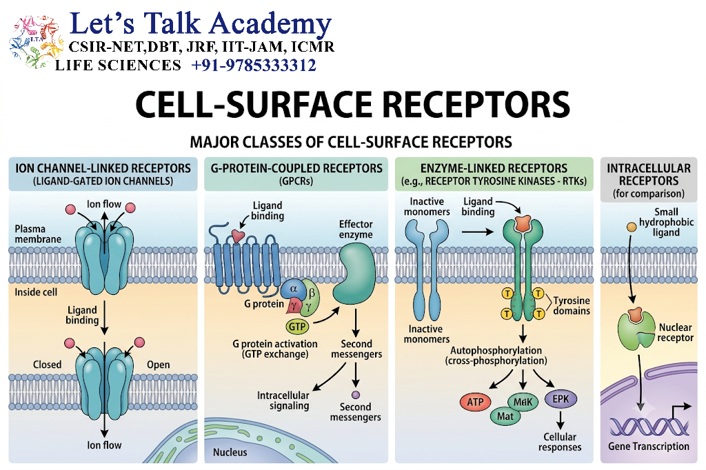 Cell-Surface Receptors