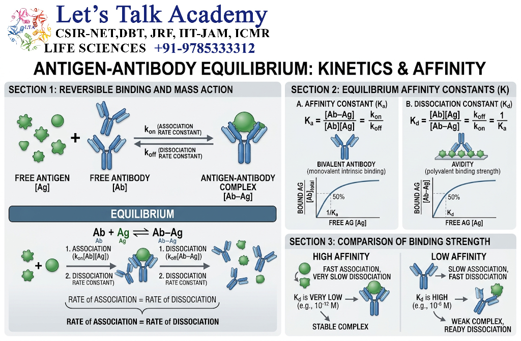 Antigen–Antibody Equilibrium
