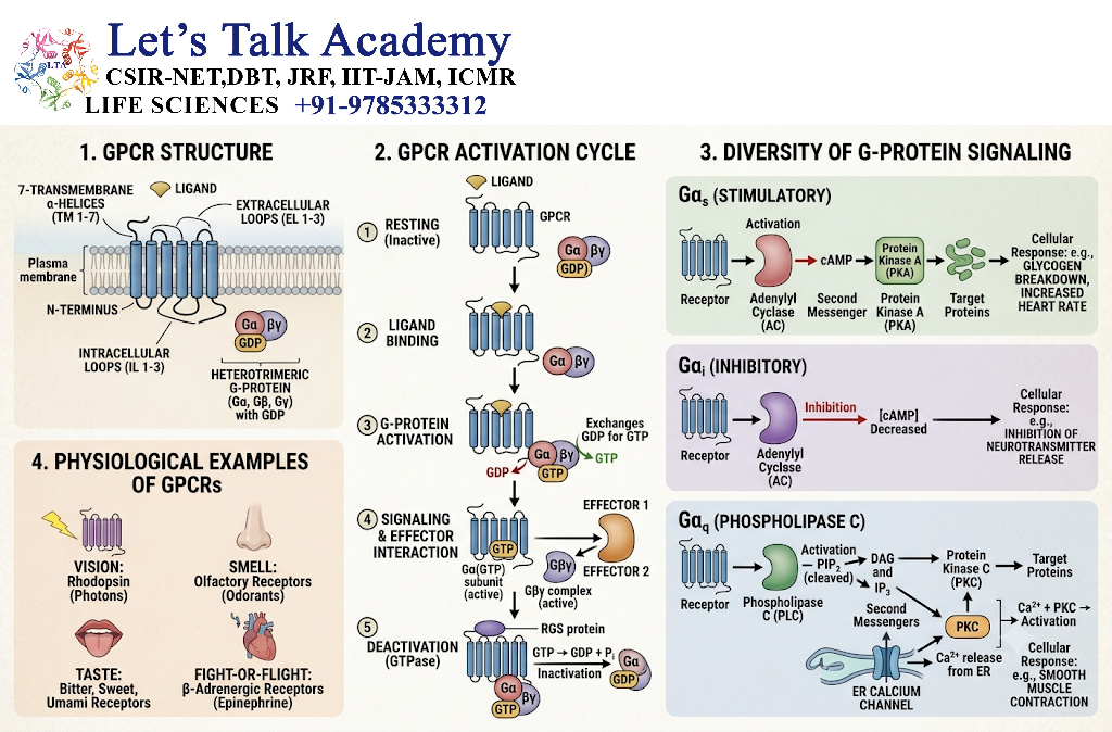 G-Protein-Coupled Receptors