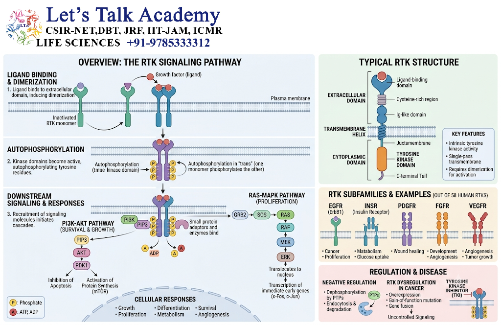 Receptor Tyrosine Kinases