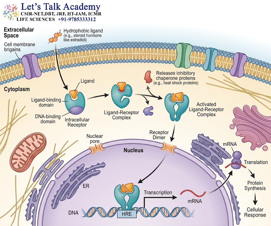 Intracellular Receptors