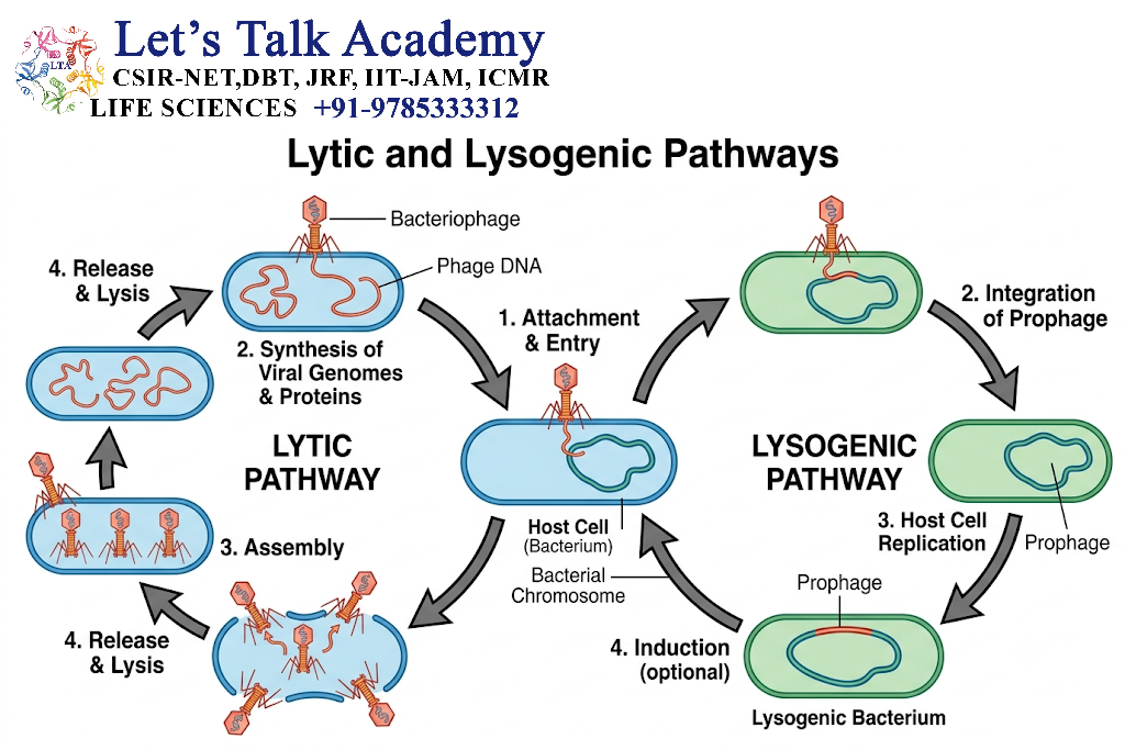 Lytic and Lysogenic Pathways