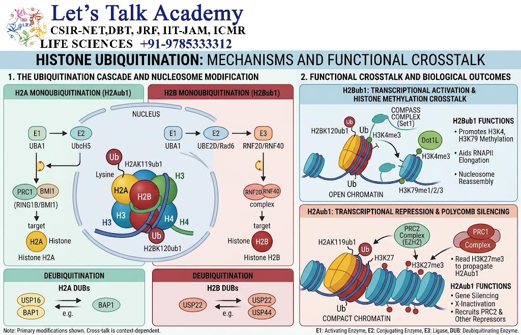 Histone Ubiquitination