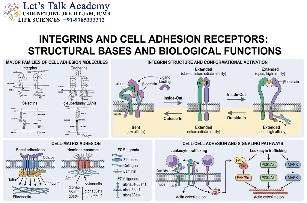 Integrins and Cell Adhesion Receptors