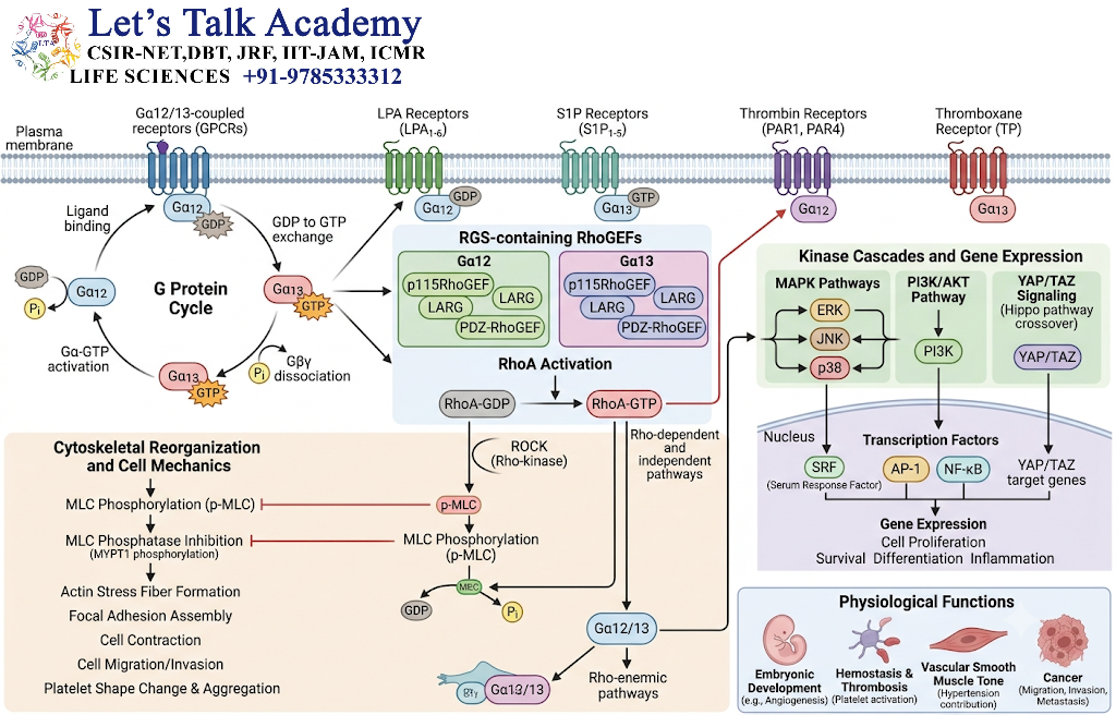Gα12/13-Mediated Signaling Pathway