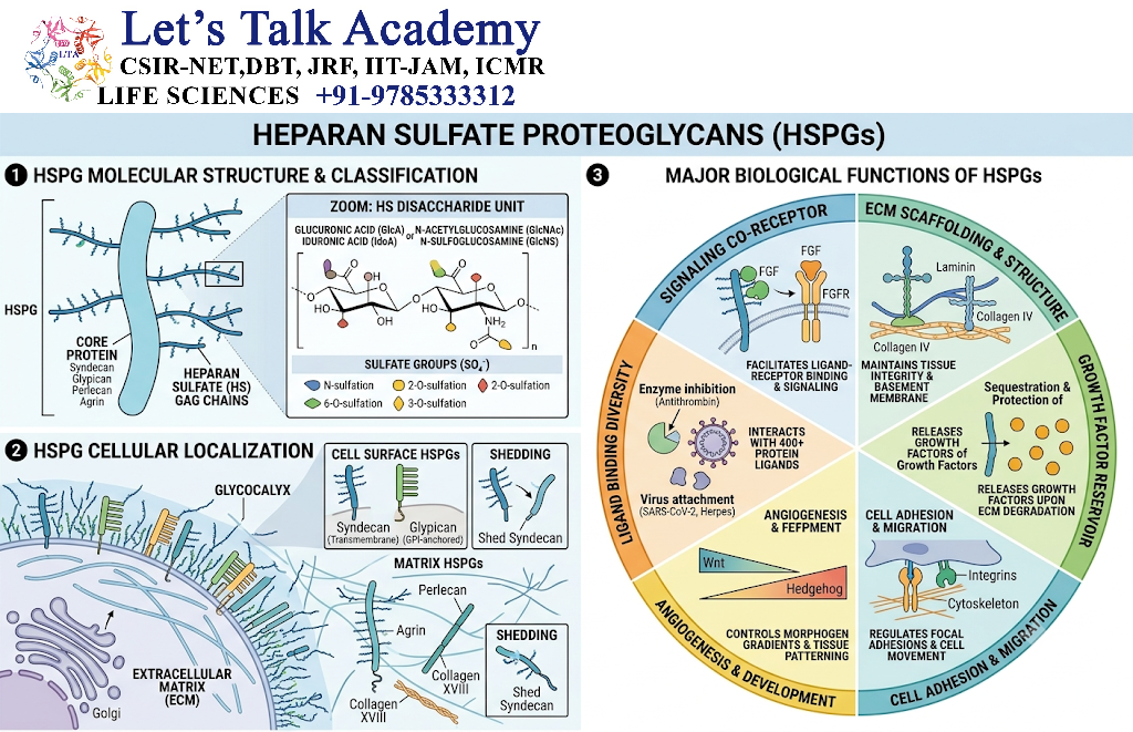 Heparan Sulfate Proteoglycans