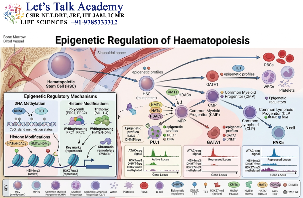 Epigenetic Regulation of Haematopoiesis