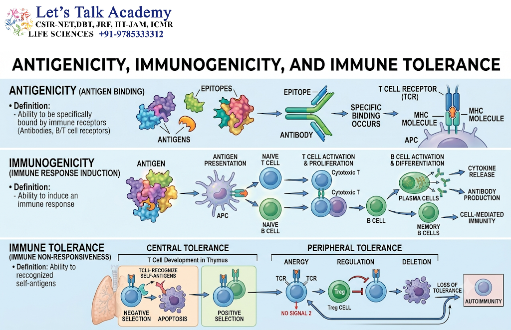 Antigenicity, Immunogenicity, and Immune Tolerance