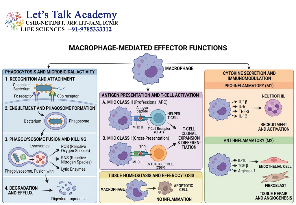 Macrophage-Mediated Effector Functions