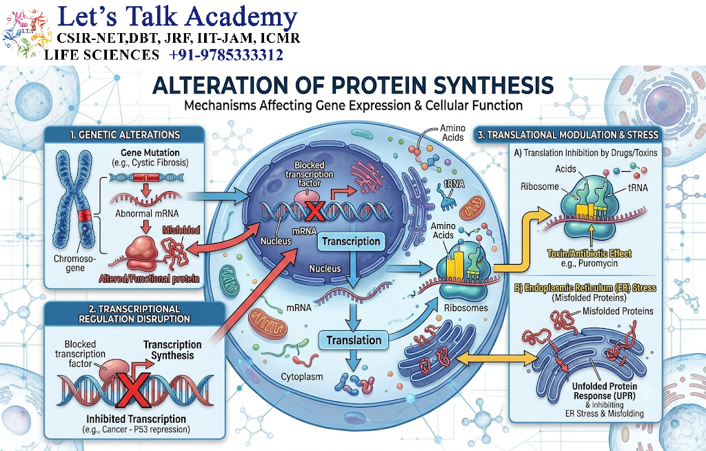 Alteration of Protein Synthesis