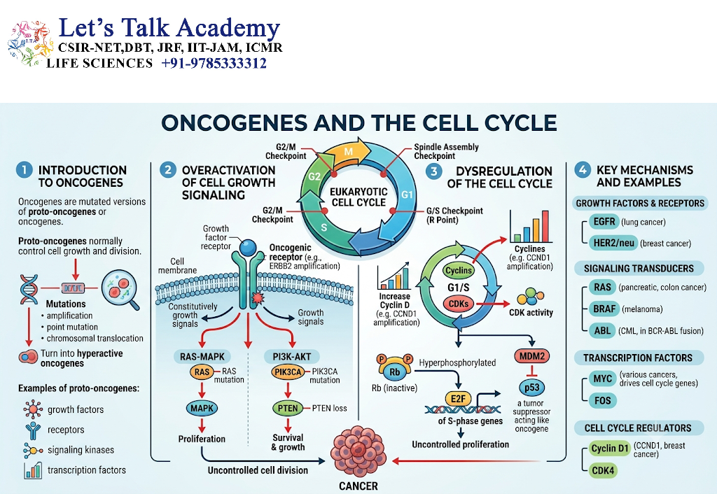 Oncogenes and the Cell Cycle