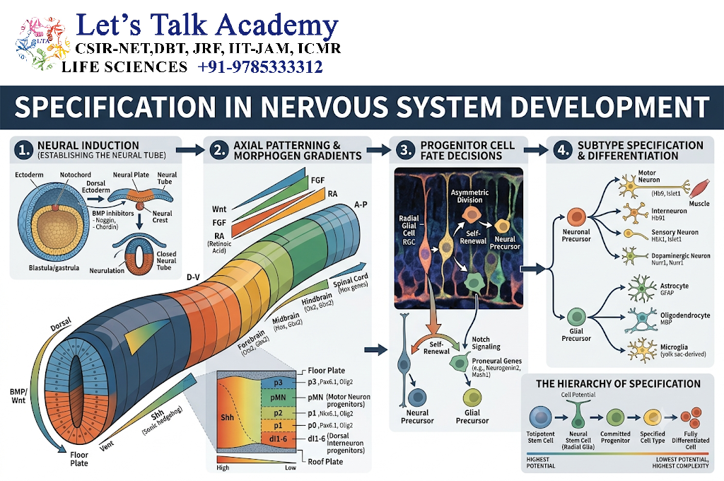 Specification in Nervous System Development