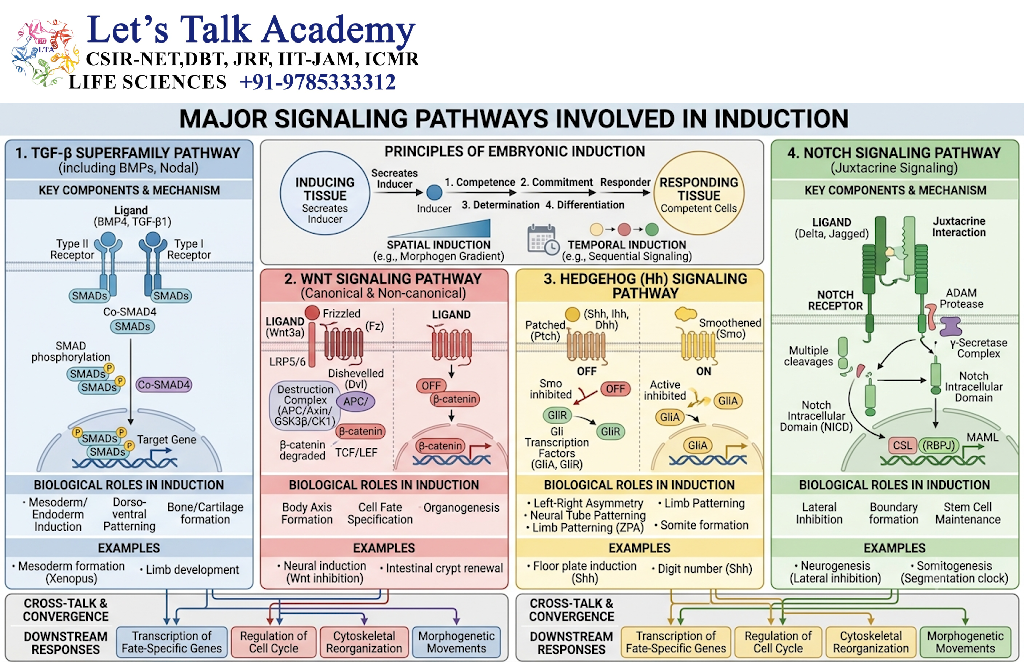Major Signaling Pathways Involved in Induction