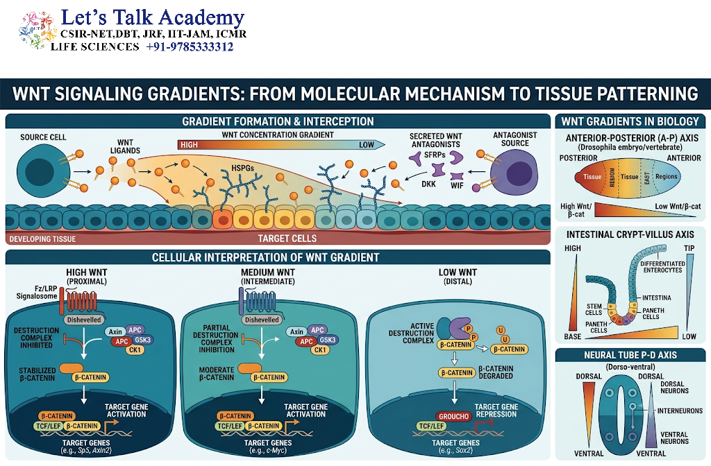 Wnt Signaling Gradients