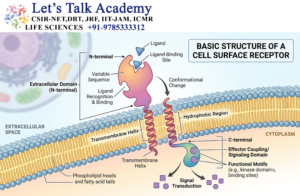 Basic Structure of Cell Surface Receptors