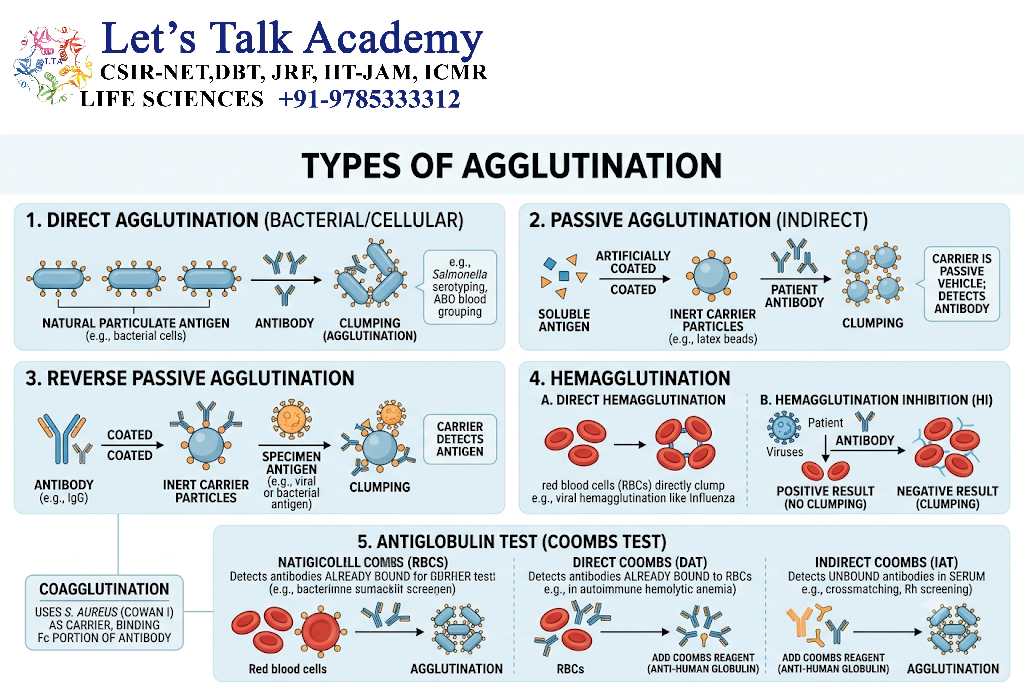 Types of Agglutination