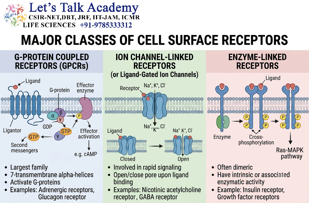 Major Classes of Cell Surface Receptors