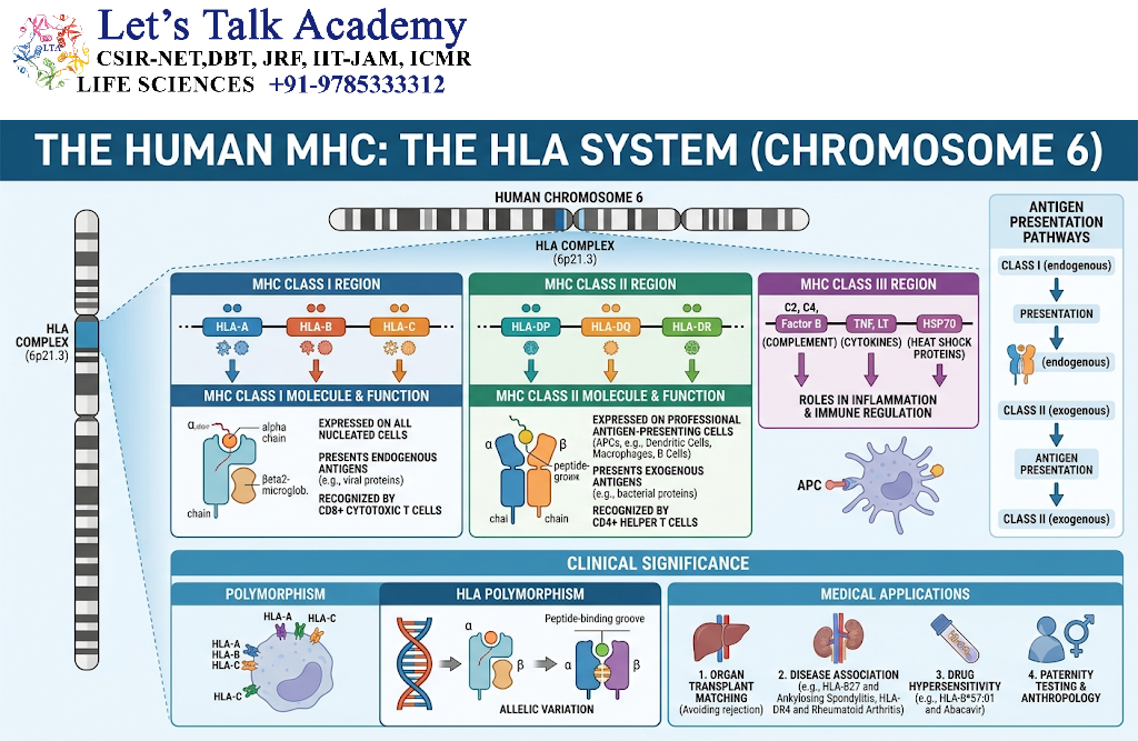 Human MHC: The HLA System