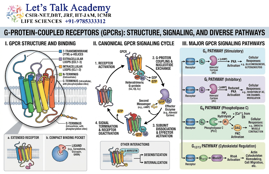 G-Protein-Coupled Receptors