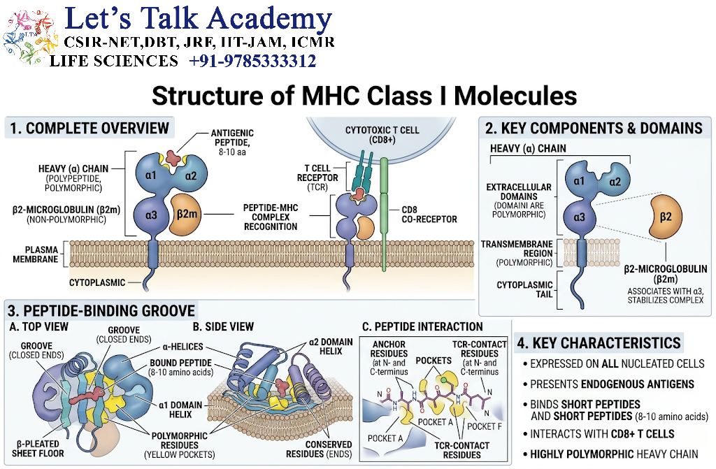 Structure of MHC Class I Molecules
